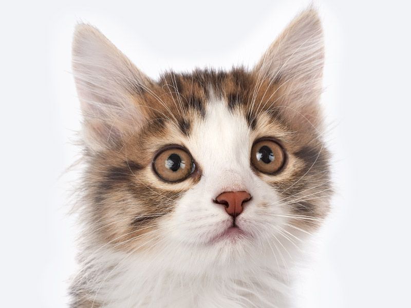 Close-up of a curious calico kitten with large eyes.