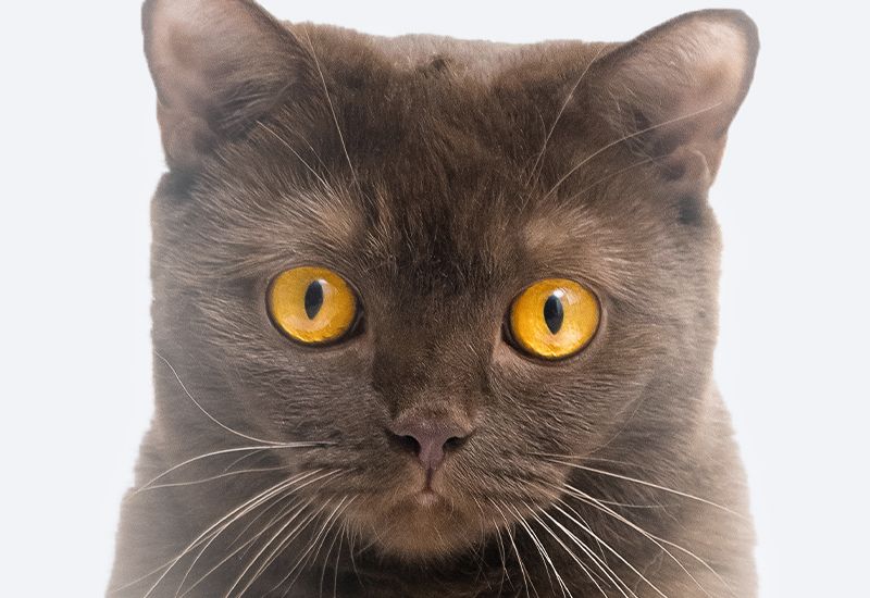 Close-up of a gray cat with striking yellow eyes.