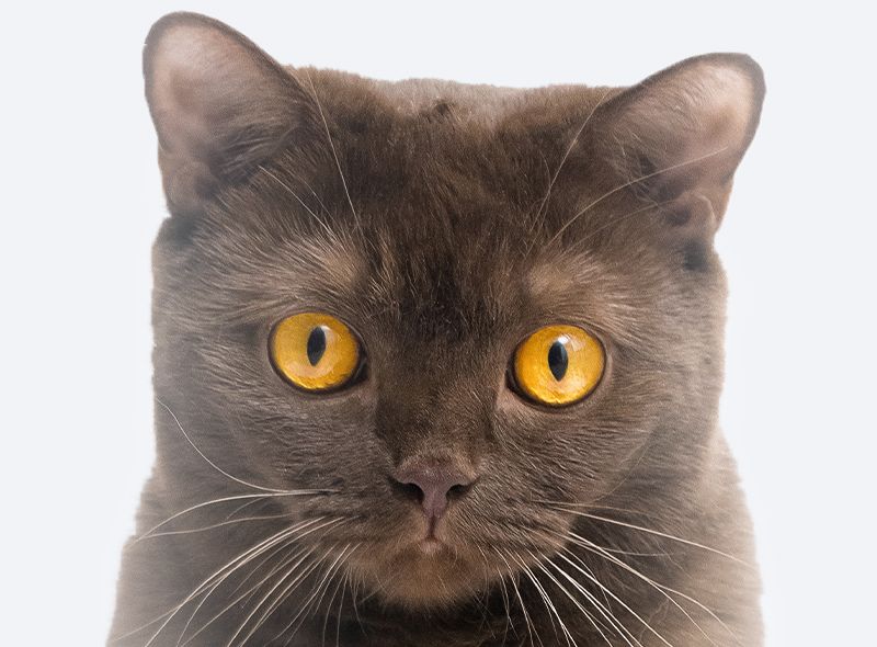 Close-up of a gray cat with striking yellow eyes.