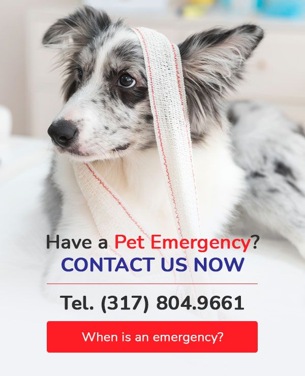 Border collie with a bandaged head looking away from the camera.