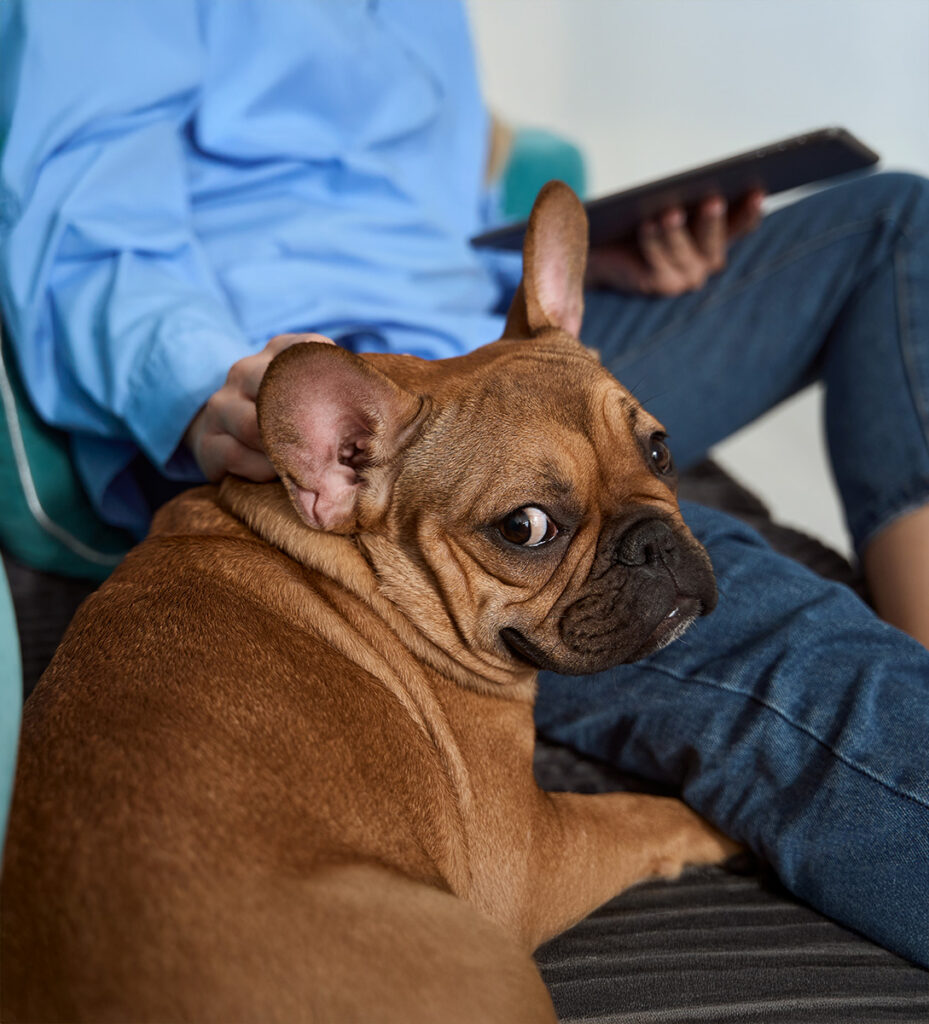 A French Bulldog sitting close to its owner who is reading a tablet.