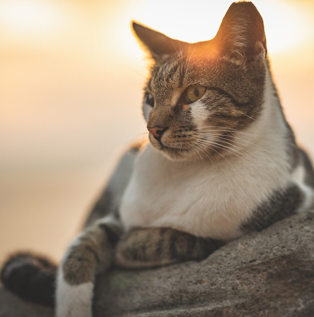 A tabby cat with a white chest lounges, gazing into the distance.