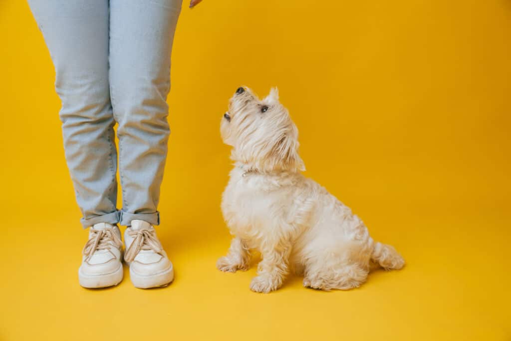 White dog sitting and looking up at person above it against a yellow background.