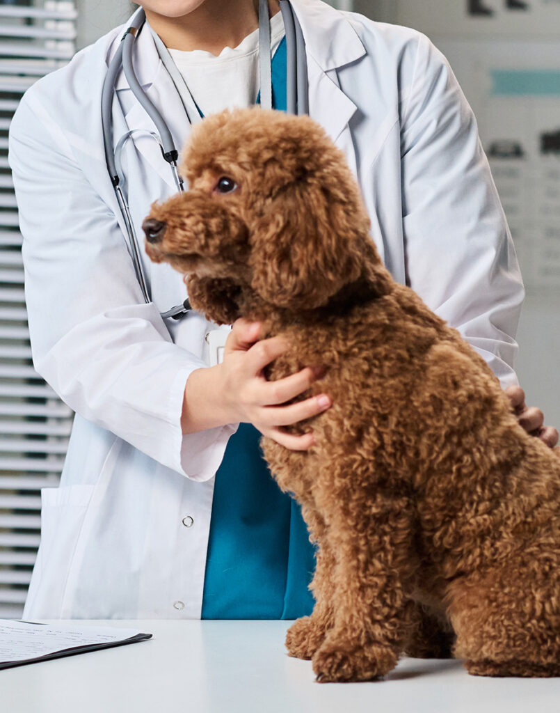 A veterinarian holding a brown poodle at a clinic.
