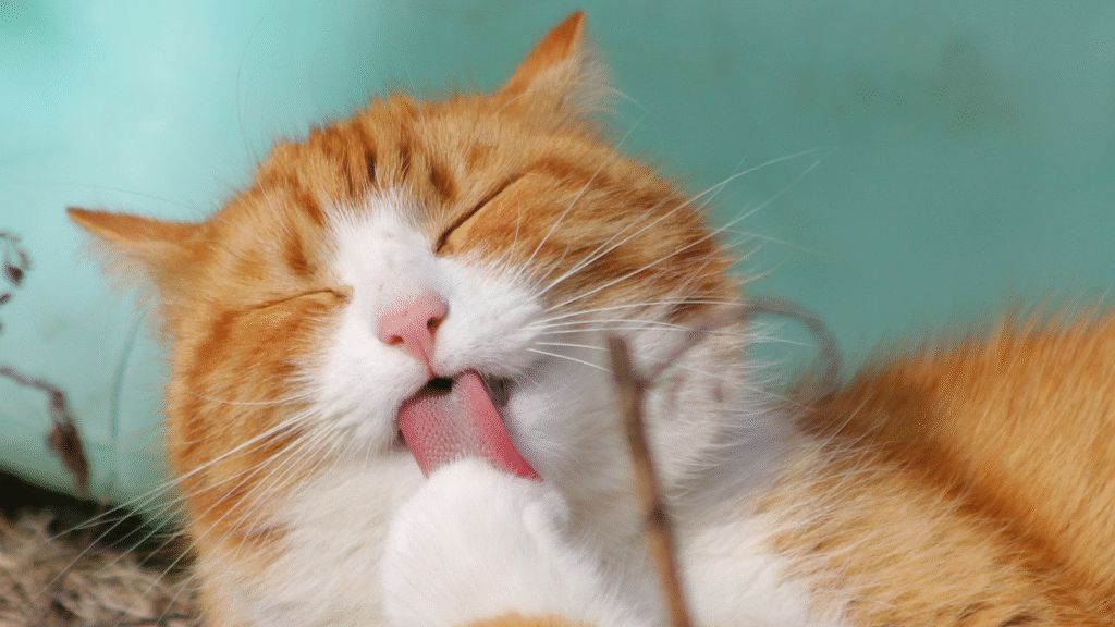 Orange and white cat licking its paw with eyes closed.