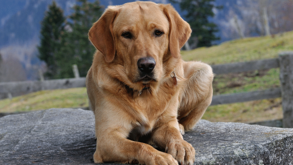 Golden retriever sitting on a rock in a natural setting.
