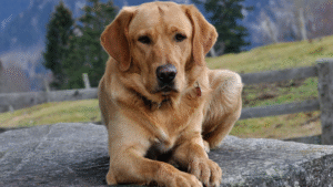 Golden retriever sitting on a rock in a natural setting.
