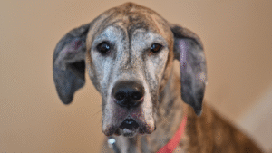Close-up of a gray Great Dane with soulful eyes.