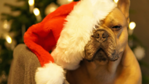 French Bulldog wearing a Santa hat, looking pensive with blurry Christmas lights in background.