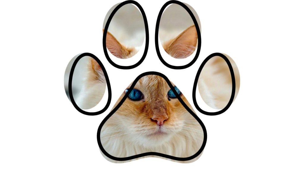 cat at emergency vet near me in Westfield Indiana