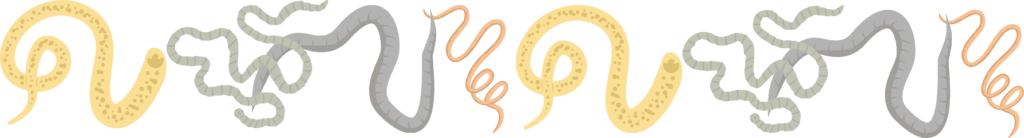 Cat receiving parasite screening at Small Animal Emergency Hospital of Westfield in Westfield IN