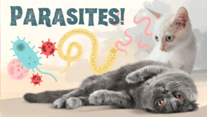 Veterinarian examining a dog for parasites at Small Animal Emergency Hospital of Westfield in Westfield IN