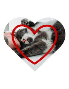 Experienced emergency vet team in Westfield, IN caring for dogs and cats