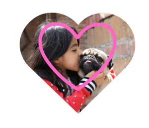 Emergency veterinary services for dogs and cats at Small Animal Emergency Hospital of Westfield in Westfield, IN