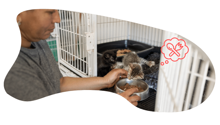 Sick care support at Small Animal Emergency Hospital of Westfield in Westfield, IN