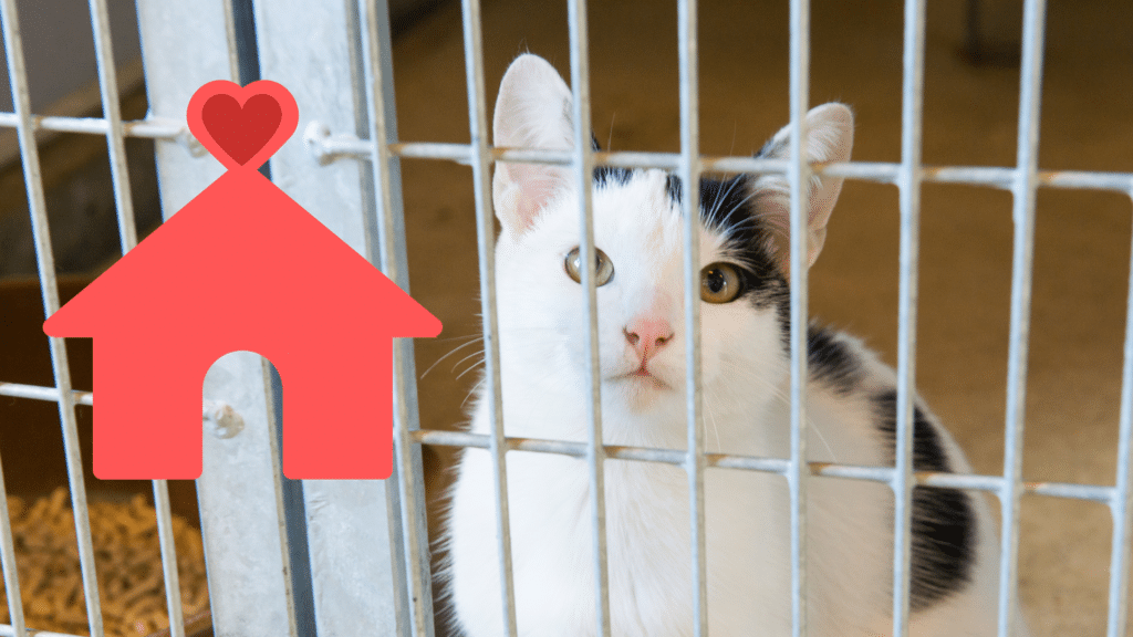 Family adopting a shelter cat with Small Animal Emergency Hospital of Westfield in Westfield, IN