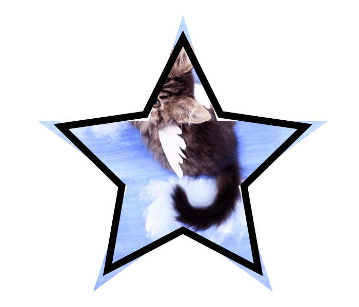 Mythical winged cat illustrating common misconceptions about animal care
