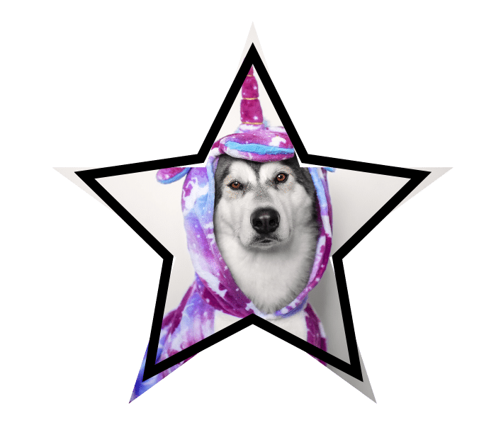 Dog wearing a unicorn costume highlighting myths vs pet education from Small Animal Emergency Hospital of Westfield in Westfield, IN
