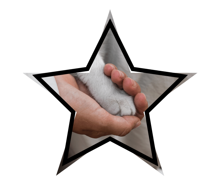Person holding a cat's paw representing compassionate emergency veterinary care from Small Animal Emergency Hospital of Westfield
