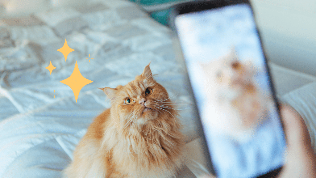 Taking pet photo of an orange cat sitting on a bed in Westfield, IN