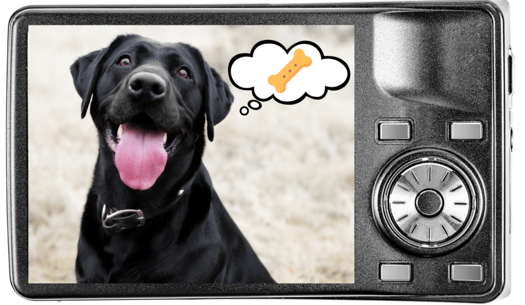 Taking pet photo with a camera showing a dog focused on treats
