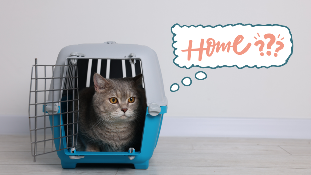 Cat sitting in a pet carrier while adjusting to their new home in Westfield, IN