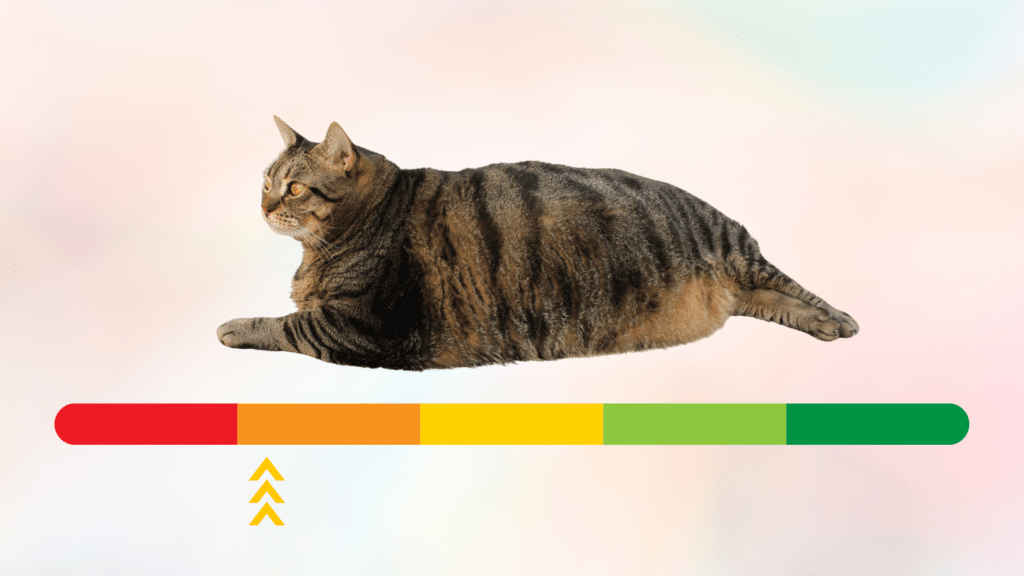 Overweight cat above a red to green sliding scale in Westfield, IN
