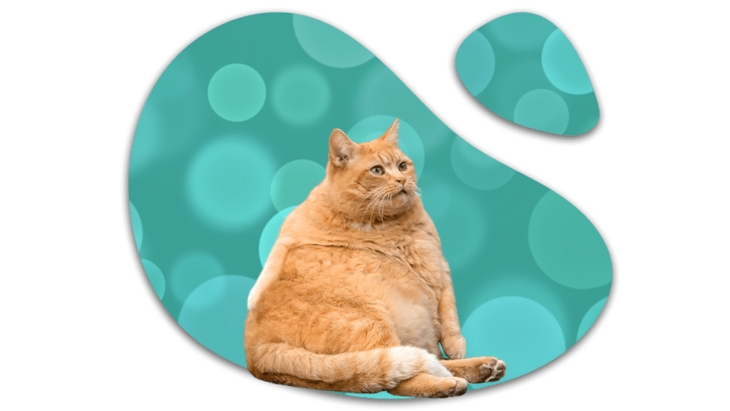 Overweight orange cat Westfield, IN