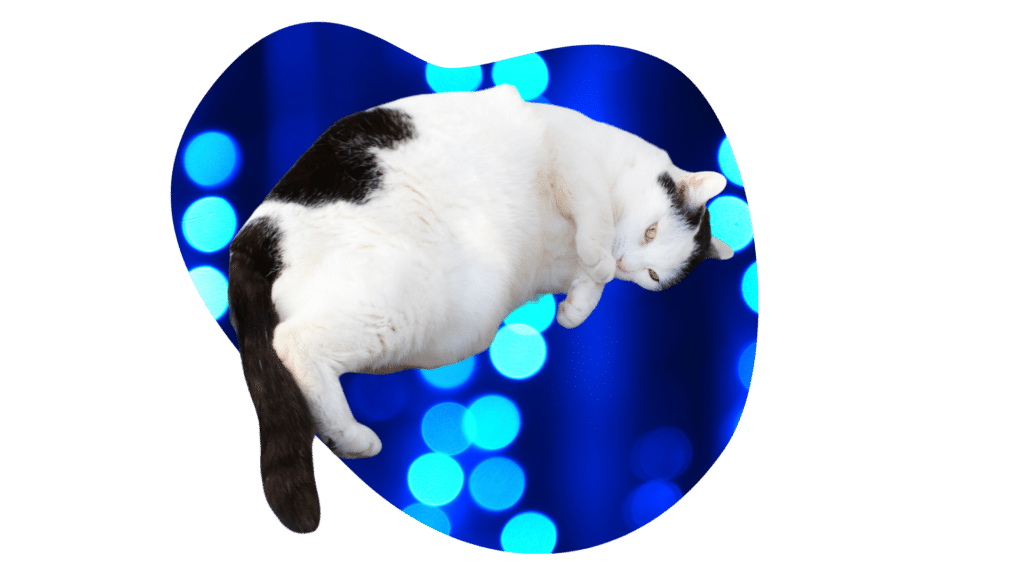 Overweight black and white cat that needed urgent care at Small Animal Emergency Hospital of Westfield